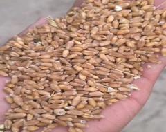 Sharbati Wheat for sale in Bengaluru Urban