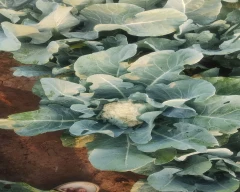 Hybrid Cauliflower for sale in Kolar