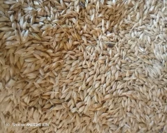 Normal Barley for sale in Udaipur