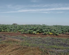 Hybrid Castor Seed for sale in Surendranagar
