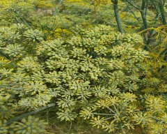 Normal Fennel Seeds for sale in Dausa