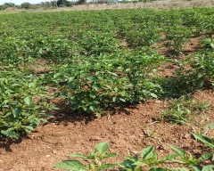 Normal Green Chilli for sale in Karimnagar