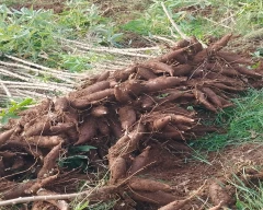 Normal Tapioca for sale in Dindigul