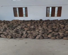 A Grade Quality Elephant Yam for sale in Karur