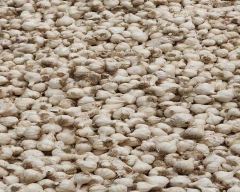 B Grade Quality Garlic for sale in Murshidabad