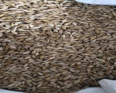 Normal Barley for sale in Bhilwara