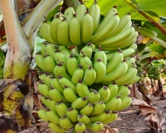 G-9 Banana for sale in Jalgaon