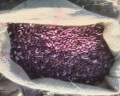 Normal Rajma for sale in Jalna