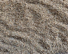 B Grade Quality Bajra for sale in Firozabad