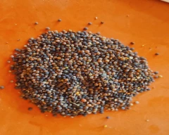 Black Masoor for sale in Sheohar