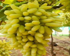 White seedless Grapes for sale in Anantapur