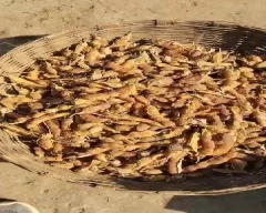 A Grade Quality Tamarind for sale in Nalgonda