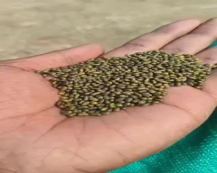 Seed Dhaincha for sale in Alwar