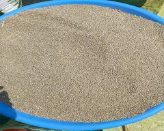 Common Millet for sale in Jalgaon