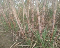 Normal Sugarcane for sale in Damoh