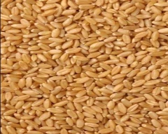 A Grade Quality Wheat for sale in Murshidabad