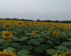Normal Sunflower Seed for sale in Guntur