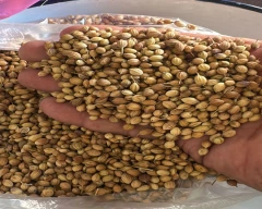 Seed Whole Coriander for sale in Raichur
