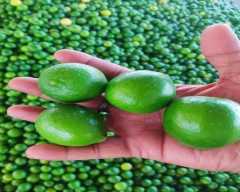 A Grade Quality Lemon for sale in Bhavnagar