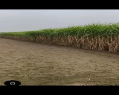 Normal Sugarcane for sale in Charkhi Dadri