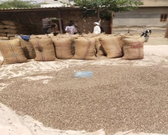 Natural Castor Seed for sale in Jalore