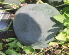 Hybrid Watermelon for sale in Cuddalore