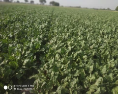 Hybrid Beetroot for sale in Ujjain