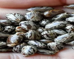 Golden Castor Seed for sale in Vadodara
