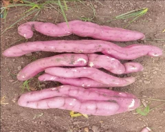 Normal Sweet Potato for sale in Anantapur