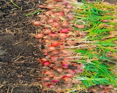 Normal Small Onion for sale in Jhabua