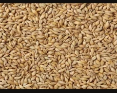 Other Barley for sale in Jaipur