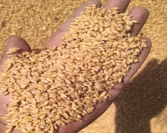 A Grade Quality Wheat for sale in Raisen