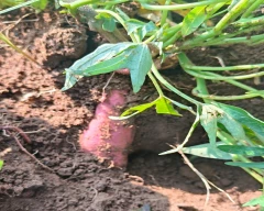 Normal Sweet Potato for sale in Mysuru