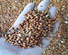 Indian Tur for sale in Raisen