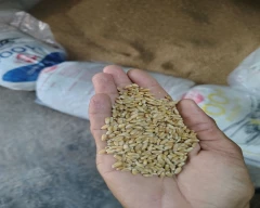 A Grade Quality Wheat for sale in Junagadh