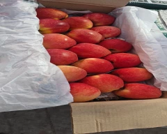 Kashmiri Apple for sale in Agra