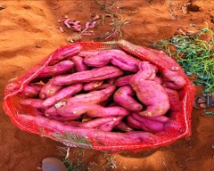 Normal Sweet Potato for sale in Chitradurga