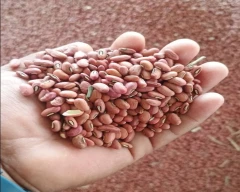 Normal Cowpea for sale in Raichur