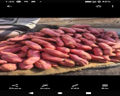 Other Sweet Potato for sale in Anantapur
