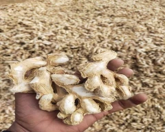 A Grade Quality Dried Ginger for sale in Thrissur