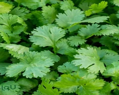 Normal Coriander for sale in Barabanki
