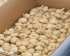 Normal Garlic for sale in Mandsaur