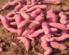 Normal Sweet Potato for sale in Chitradurga