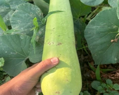 Normal Bottle Gourd for sale in Gaya