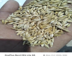 Normal Barley for sale in Sri Ganganagar