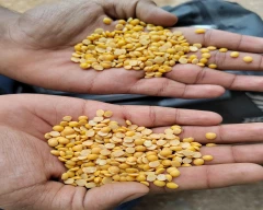 Indian Tur Dal for sale in Yadgir