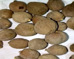 Dried Baheda for sale in Khandwa
