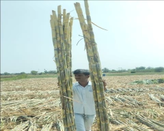 Normal Sugarcane for sale in Saharanpur