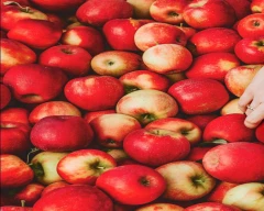 Gala Schnico Red Apple for sale in Chittoor