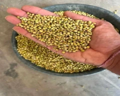 Double parrot Coriander for sale in Indore